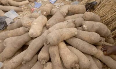 Nigeria Score High Over Ghana, Ivori Coast And Others In Yam Production